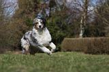 BERGER AUSTRALIEN PUPPIES 388